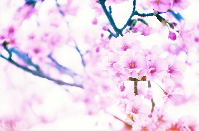 東海大学周辺の桜